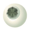 interphase.gif - 4331 Bytes