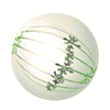 metaphase.gif - 4479 Bytes