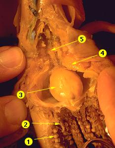 squid-buccal_mass.jpg - 14559 Bytes