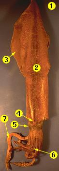 squid-dorsal_view.jpg - 8670 Bytes