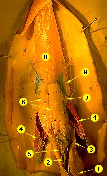 squid-female.jpg - 19099 Bytes