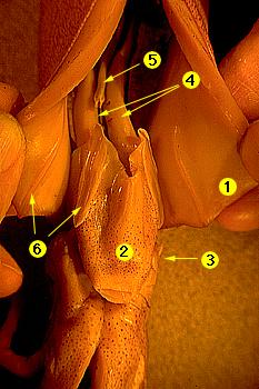 squid-funnel.jpg - 19943 Bytes