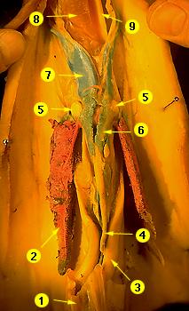 squid-male.jpg - 17337 Bytes