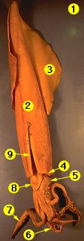 squid-ventral_view.jpg - 8941 Bytes